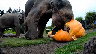 The Oregon Zoo in Portland held its 23rd Annual Squishing of the Squash Thursday to usher in the Halloween season.