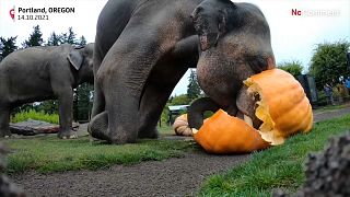 شاهد: فيلة يحطّمون يقطيناً عملاقاً في حديقة أمريكية إيذاناً بالدخول في موسم الهالوين