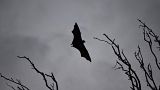 2018- A deadly virus carried by fruit bats has killed at least five people in southern India. 