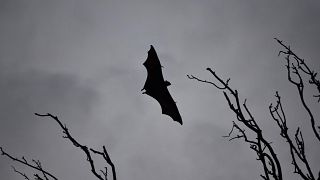 2018- A deadly virus carried by fruit bats has killed at least five people in southern India.