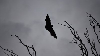 2018- A deadly virus carried by fruit bats has killed at least five people in southern India. 