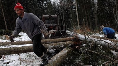 Romanian woodcutters at work. The country's huge primeval forests have been dubbed "the lungs of Europe", but are targeted by illegal loggers. Romanian woodcutters at work. The country's huge primeval forests have been dubbed "the lungs of Europe", but are targeted by illegal loggers.