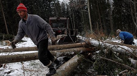 Romanian woodcutters at work. The country's huge primeval forests have been dubbed "the lungs of Europe", but are targeted by illegal loggers.