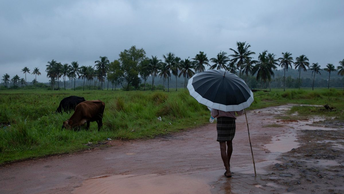 A man holds an umbrella and keeps a watch on his grazing cows on a rainy day in Kochi, Kerala state, India, Saturday, Oct. 16, 2021. 