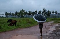A man holds an umbrella and keeps a watch on his grazing cows on a rainy day in Kochi, Kerala state, India, Saturday, Oct. 16, 2021. 
