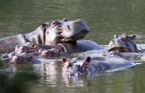 Los hipopótamos flotan en el lago del Parque Hacienda Nápoles, que fue la propiedad privada del capo de la droga. Foto tomada el 4 de febrero de 2021.
