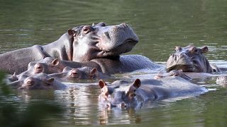 Flusspferdplage: Escobars Haustiere werden unfruchtbar gemacht