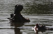 Deux hippopotames, le 4 février 2021, photographiés dans le lac de l'ancienne hacienda de Pablo Escobar, Puerto Triunfo, Colombie