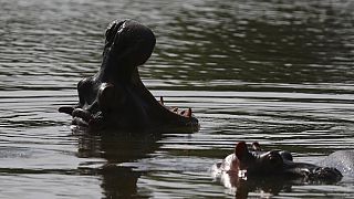 Deux hippopotames, le 4 février 2021, photographiés dans le lac de l'ancienne hacienda de Pablo Escobar, Puerto Triunfo, Colombie
