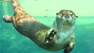 Otters' seabed digging is encouraging seagrass to have more sex.