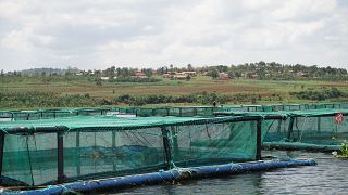 En Ouganda, la surpêche engendre des alternatives plus sûres
