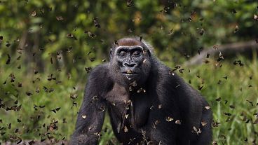 Dişi goril Malui, Orta Afrika Cumhuriyeti'ndeki Dzanga Sangha Özel Orman rezervlerinde bu şekilde objektiflere yansıdı ve fotoğrafçı Anup Shah'a Büyük Ödül'ü kazandırdı.