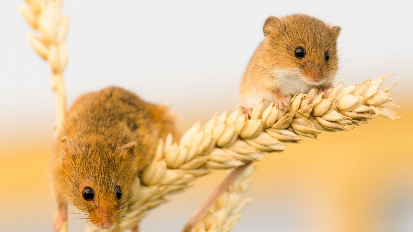 نتیجه یک تحقیق بر روی موش‌ها: تعداد وعده‌های غذایی کمتر بیش از میزان کالری  لاغر می‌کند | Euronews