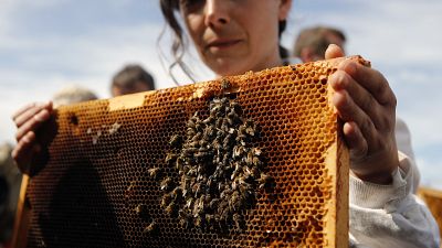 Une apicultrice lors d'une manifestation à Paris pour alerter sur la disparition des abeilles, en juin 2018.