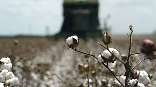 Plentiful cotton harvest spells trouble for Egypt's food security