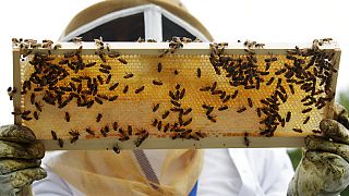 Crolla produzione di miele in Francia, colpa dei cambiamenti climatici