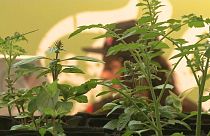 La propuesta de ley sobre la regularización del cannabis, tumbada