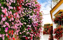 Flower-lined balconies adorn the beautiful streets of Córdoba's old town.