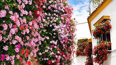 Flower-lined balconies adorn the beautiful streets of Córdoba's old town.