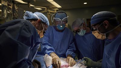 ΗΠΑ: Πρώτη μεταμόσχευση νεφρού από γουρούνι σε άνθρωπο