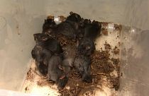 Conjunto de 13 ratas, un "rey de las ratas", 20/20/2021, Tartu, Estonia