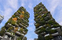 İtalya'nın Milan şehrindeki Bosco Verticale apartmanlarında yaklaşık 21 bin ağaç ve bitki bulunuyor.