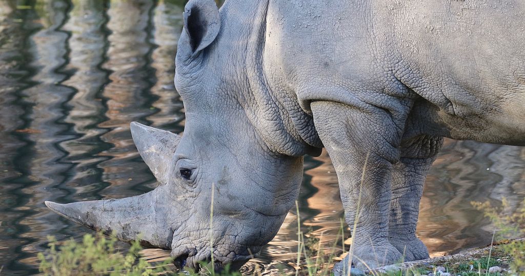 Northern white rhino retired from world-first breeding project
