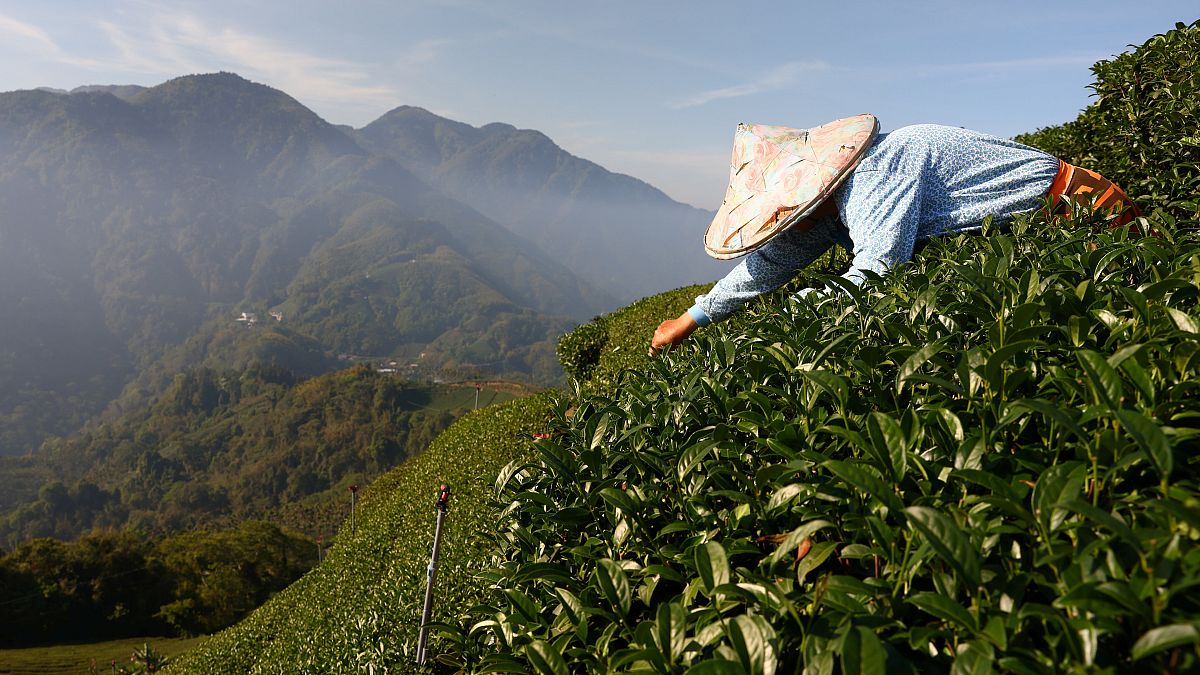 Tea harvesting staff collect tea leaves on a plantation in Jiayi, Taiwan, May 7, 2021.
