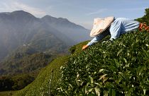 Tea harvesting staff collect tea leaves on a plantation in Jiayi, Taiwan, May 7, 2021.