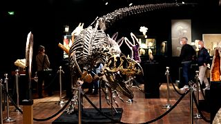هيكل عظمي لديناصور ألوسوروس معروض في دار مزادات دروو في باريس في 10 أكتوبر2020.