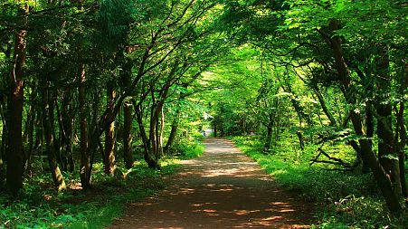 A pathway through a forest
