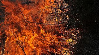 آتش‌سوزی‌های جنگلی در سوریه