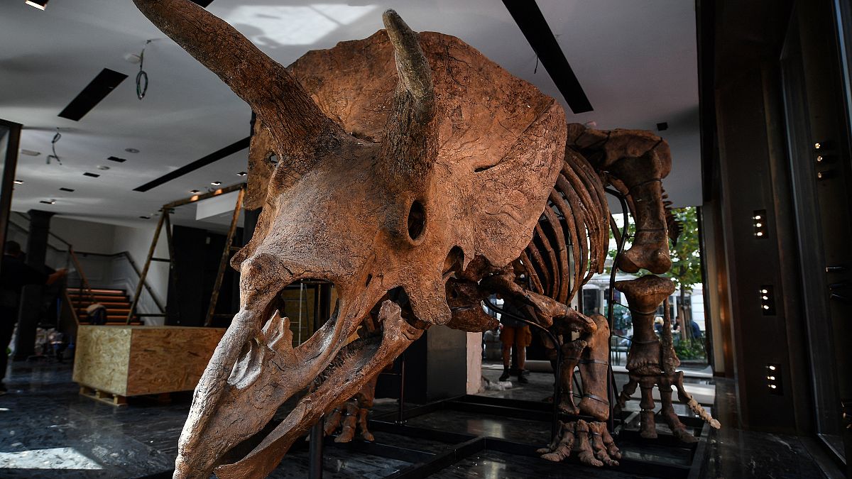 A triceratops reaches nearly 7 million euros in Paris