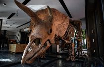 NoComment : le tricératops "Big John" adjugé 6,6 millions d'euros à Paris