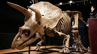 بزرگترین دایناسور سه شاخ چهره به مبلغ بیش از شش مییلیون یورو به فروش رفت