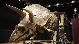The enormous skeleton is estimated to be over 66 million years old.