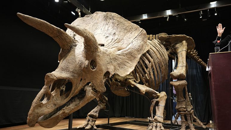 largest triceratops