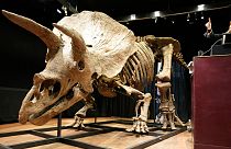 Violette Stcherbatcheff aukcióvezető a világ legnagyobb triceratopsz-csontváza mellett 2021. október 21-én Párizsban