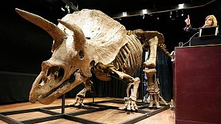 Violette Stcherbatcheff aukcióvezető a világ legnagyobb triceratopsz-csontváza mellett 2021. október 21-én Párizsban