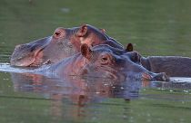 Hippos float in the lake at Hacienda Napoles Park, once the private estate of drug kingpin Pablo Escobar who decades ago imported three female hippos and one male.
