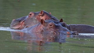 Hippos float in the lake at Hacienda Napoles Park, once the private estate of drug kingpin Pablo Escobar who decades ago imported three female hippos and one male.