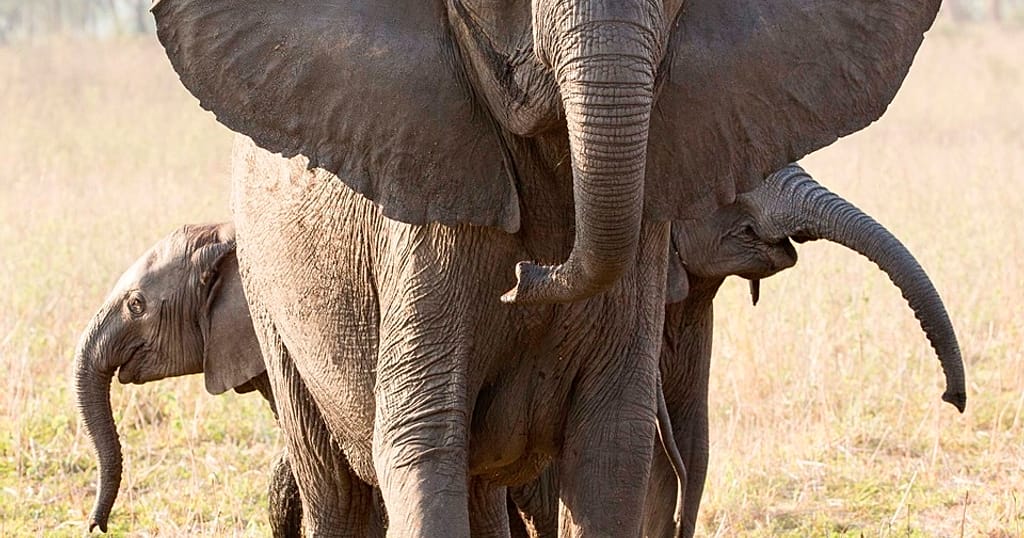 Why no tusks? Poaching tips scales of elephant evolution - Vimarsana News