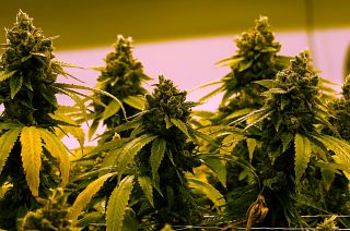 Luxembourg plans to legalise cannabis use at home