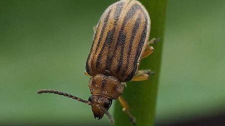 Ragweed leaf beetle