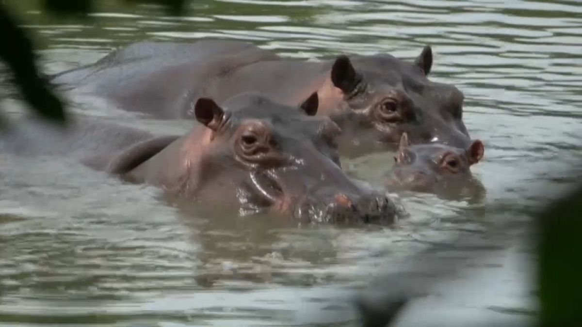 Captura de pantalla de un vídeo de los hipopótamos de Pablo Escobar en Colombia.
