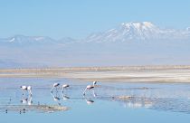 Aves migratorias en la Laguna Chaxa del Salar de Atacama