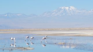 Aves migratorias en la Laguna Chaxa del Salar de Atacama