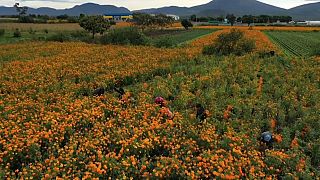 Agricultores mexicanos colectan flores de cempasuchil
