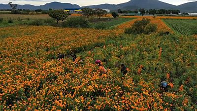 Agricultores mexicanos colectan flores de cempasuchil