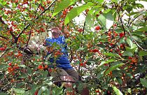 "SOS Fruits" propose de mettre en lien des bénévoles et des propriétaires d'arbres fruitiers pour aider au ramassage de fruits qui sinon auraient été laissés à l'abandon.
